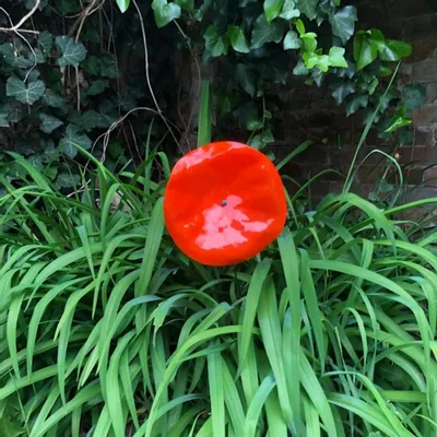 Floral decoration - Extra large 35 cm diameter glass flower for outdoors in red color on a 100 cm stainless steel stem - CARNEOL GLASS
