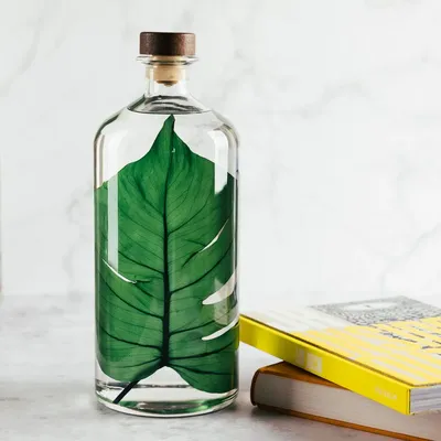 Cadeaux - L'Herbarium de Théophile – Monstera XL - Plante immergée en bouteille - THEOPHILE BERTHON