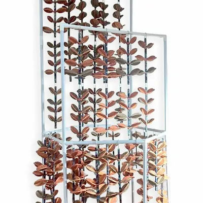 Design objects - Rubber Plant Curtain - MAZORI