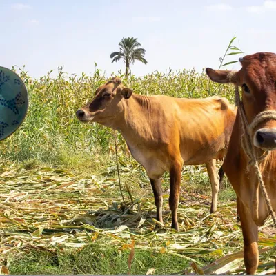 Assiettes au quotidien - Vaisselle en céramique ZAHRA - TAKECAIRE