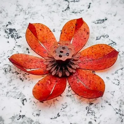 Gifts - Lotus Eclosion box - YÜSSÉE