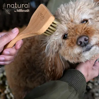 Pet accessories - 100% FSC Certified® Natural Angled Pet Grooming Brush - Soft Bristle - NATURAL BY HILLBRUSH