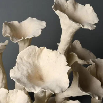 Ceramic - Outbreaks, Plenitude. - CLP CERAMIQUE