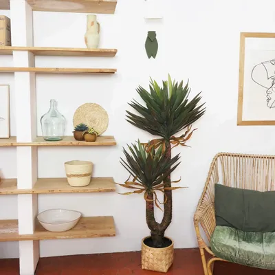 Floral decoration - Artificial yucca, 2 trunks, plastic pot - LIGNE DÉCO