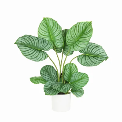 Floral decoration - “Real Touch” Artificial Calathea - LIGNE DÉCO