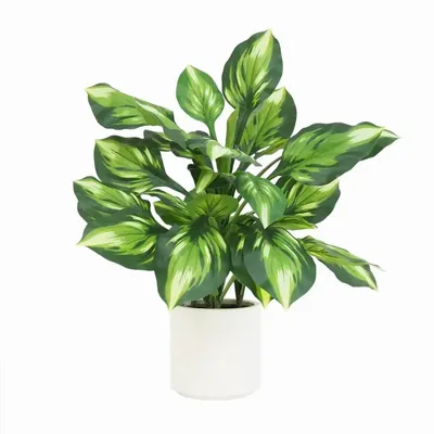Floral decoration - Artificial Dieffenbachia Camilla in White Pot - LIGNE DÉCO