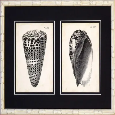 Frames - Ancient Diderot shells - SERAFINI FRAMES DI G. GIULIANI