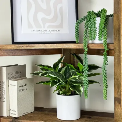 Décorations florales - Dieffenbachia artificiel en pot blanc - LIGNE DÉCO