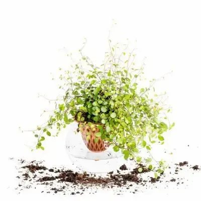 Vases - Clay pot - PIANO B - 3D self-irrigating design with glass for top - COMMON PLACE YOUR URBAN JUNGLE