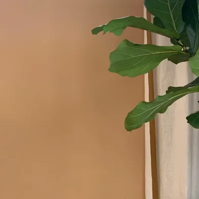 Decorative wall frescoes - Hothead Painting - BILBOQUET DÉCO