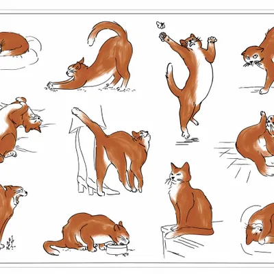 Nappes - Set de table Journée du chat Assortis 30 x 45 - MAISON VIVARAISE - SDE VIVARAISE WINKLER