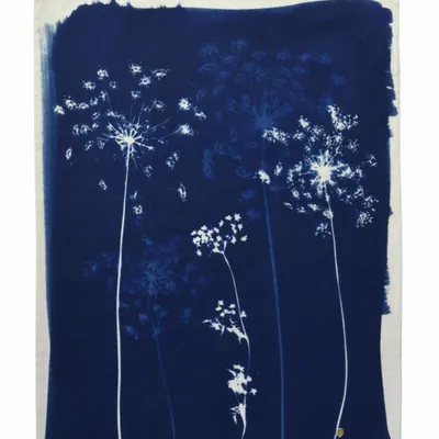 Torchons - Torchon Fleurs de carotte Bleu 70 x 50 - LA CERISE SUR LE GATEAU