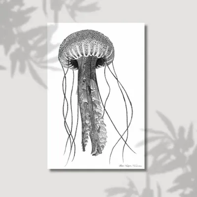 Affiches - La Méduse - LISON TRÉPOS-TANNEAU