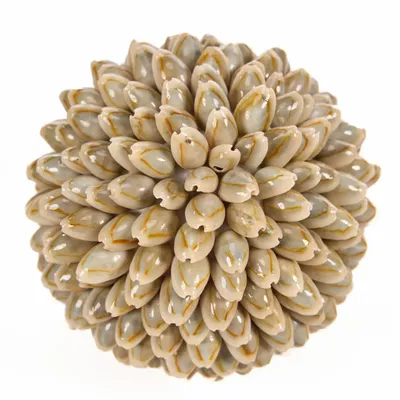 Decorative objects - The Oluolu Shell Ball - M - BAZAR BIZAR LIVING