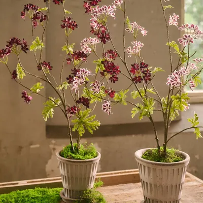 Décorations florales - Point fort de la tendance : les géraniums modernes - SILK-KA BV