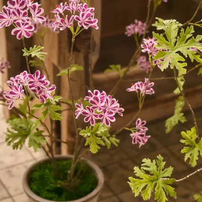 Décorations florales - Point fort de la tendance : les géraniums modernes - SILK-KA BV