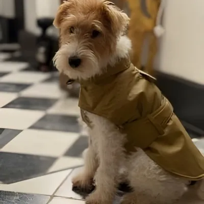 Accessoires animaux - Manteau pour chien : Trench - CHARLY ET MOI