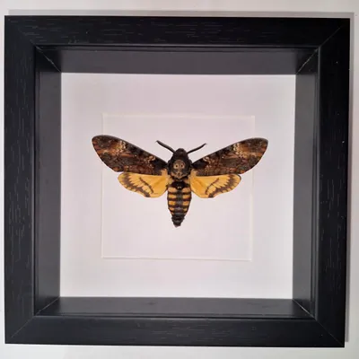 Decorative objects - Butterfly frames - interior curiosities - METAMORPHOSES