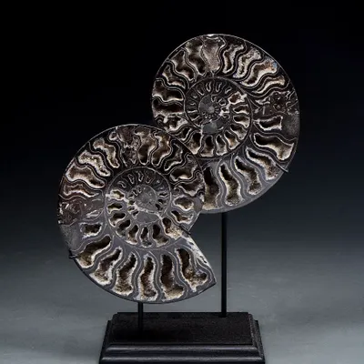 Decorative objects - Ammonite fossils on a base - cabinet of curiosities - METAMORPHOSES