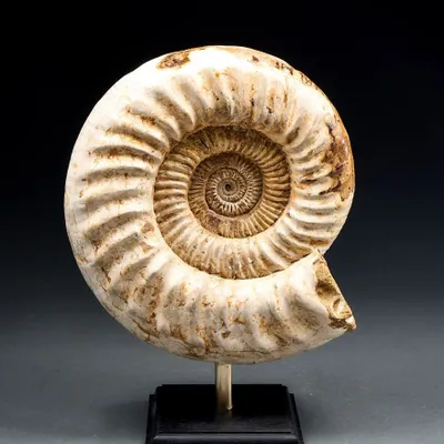 Decorative objects - Ammonite fossils on a base - cabinet of curiosities - METAMORPHOSES