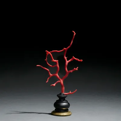 Decorative objects - Coral on a base - cabinet of curiosities - METAMORPHOSES
