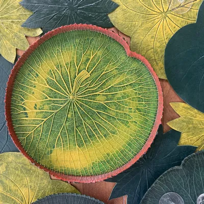 Trays - VITÓRIA RÉGIA Green Amazônia tray - 100% natural rubber craftsmanship - SABIÁ DESIGN