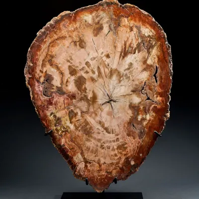 Decorative objects - Petrified wood slices and logs - Cabinet of curiosities - METAMORPHOSES
