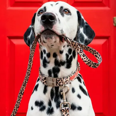 Tapis sur-mesure - ACCESSOIRES POUR ANIMAUX DE COMPAGNIE - FISURA