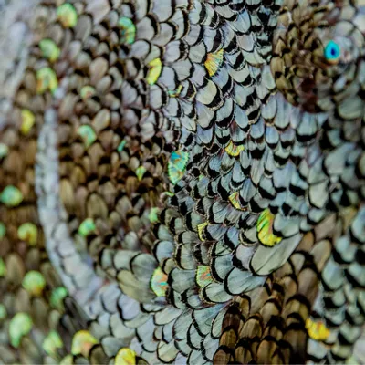 Unique pieces - Feather mural - MÉRI-LI