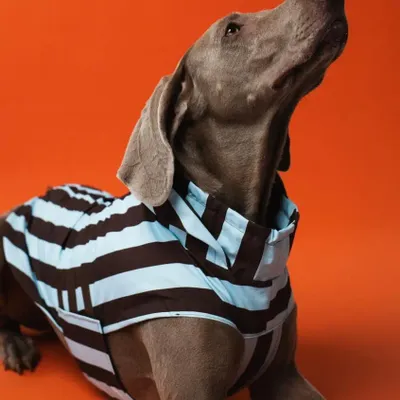 Pet accessories - DOG RAINCOAT - LOU AND CO