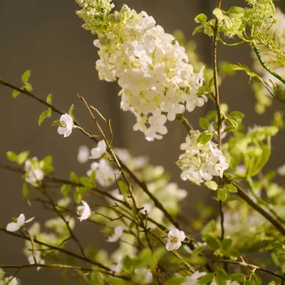 Floral decoration - Artificial Silk White Bouquet with Plume Hydrangeas - SILK-KA BV