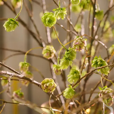 Décorations florales - Bouquet de branches de houblon en soie artificielle, naturel et intemp - SILK-KA BV