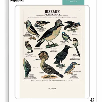 Poster - DEYROLLE - IMAGE REPUBLIC