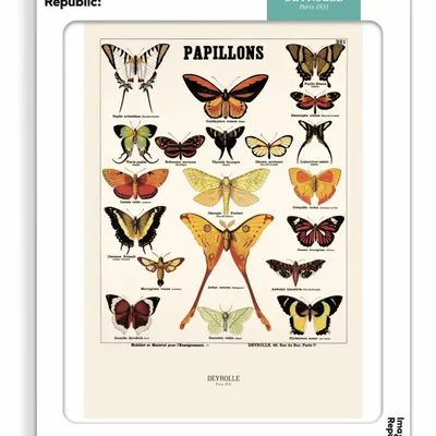 Poster - DEYROLLE - IMAGE REPUBLIC