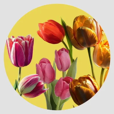 Dessous de plat - Dessous de bouteille - Tulipano Sottobottiglia Rotondo - #02 - FURIA LIVING