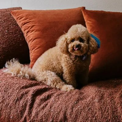 Canapés - Canapé Togo - VONS