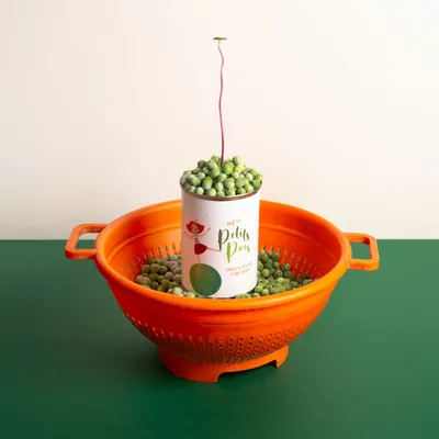 Gifts - Sowing kit\" Mlle Petits Pois\” Made in France - MAUVAISES GRAINES