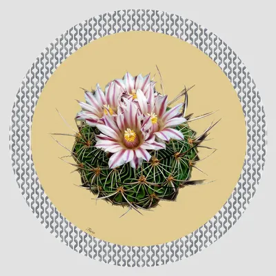 Dessous de plat - Dessous de bouteille - Cactus Sottobottiglia Rotondo - #03 - FURIA LIVING