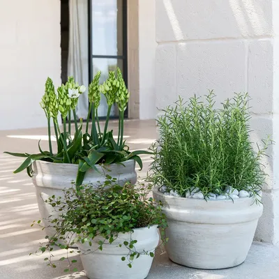 Ceramic - Bowl Santiago - GOMMAIRE