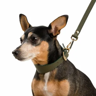 Pet accessories - Poco a Poco Dog Collar - UN POCO