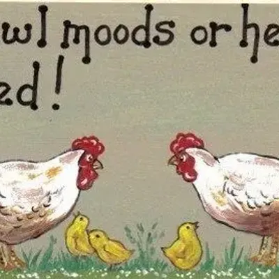 Panneaux séparateurs - Pas d'humeurs de volaille - SOMETHING DIFFERENT WHOLESALE