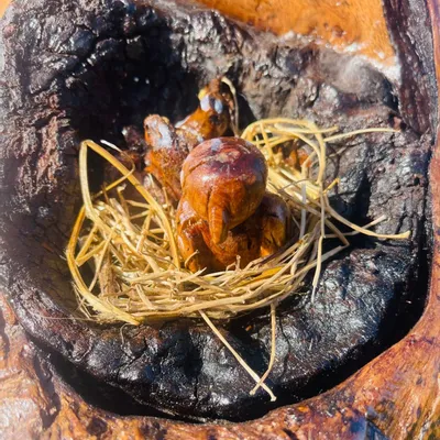 Sculptures, statuettes et miniatures - LE NID - HÉVÉA HOUSE