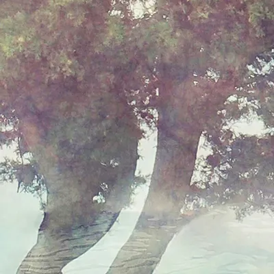 Tapisseries - Papier peint panoramique Misty Tree - LE PAPIERS DE NINON