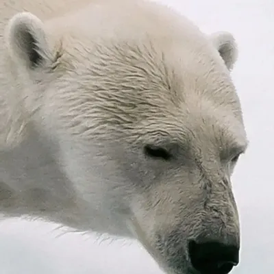 Tapisseries - Papier peint panoramique Banquise - LE PAPIERS DE NINON