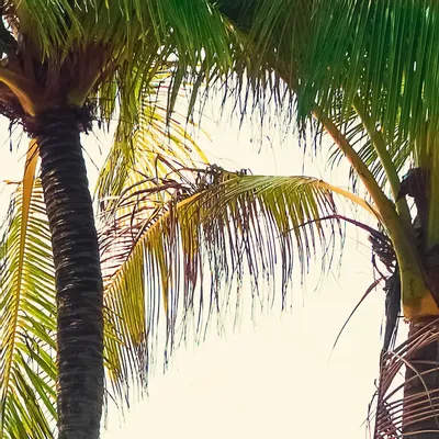 Tapisseries - Papier peint panoramique Aloha - LE PAPIERS DE NINON