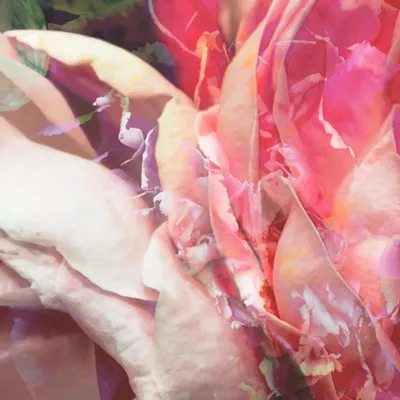 Tapestries - Antique Roses Panoramic Wallpaper - LE PAPIERS DE NINON