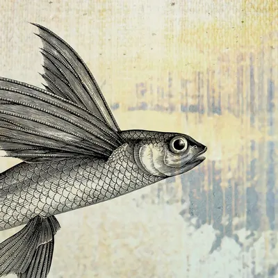 Tapisseries - Papier peint panoramique Nautilus - LE PAPIERS DE NINON