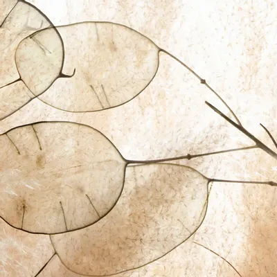 Tapisseries - Papier peint panoramique Lunara - LE PAPIERS DE NINON