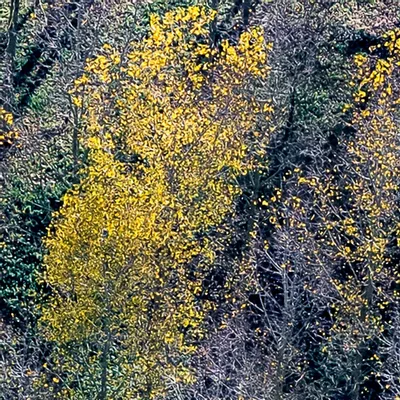 Tapisseries - Papier peint panoramique Peupleraie - LE PAPIERS DE NINON