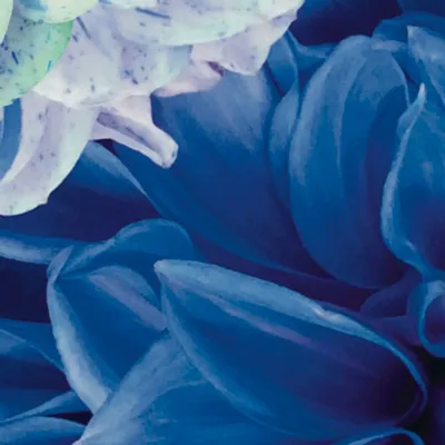 Tapisseries - Papier peint panoramique Dahlia Bleu Xl - LE PAPIERS DE NINON